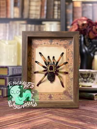 Faux Entomology Mount - Mexican Orange Beauty (FEMALE)