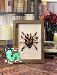 Faux Entomology Mount - Mexican Orange Beauty (MALE)