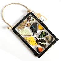 Image 1 of Butterfly & Moth Wing Hanging Medium