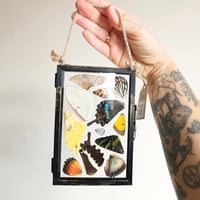 Image 2 of Butterfly & Moth Wing Hanging Medium