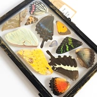 Image 3 of Butterfly & Moth Wing Hanging Medium