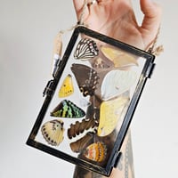 Image 4 of Butterfly & Moth Wing Hanging Medium