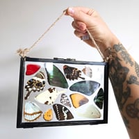 Image 2 of Butterfly & Moth Wing Hanging Large