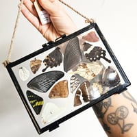 Image 4 of Butterfly & Moth Wing Hanging Large