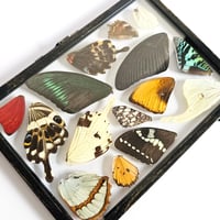 Image 3 of Butterfly & Moth Wing Hanging Large