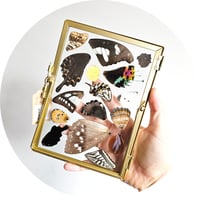 Image 3 of Golden Butterfly & Moth Wing Frame