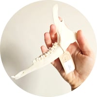 Image 3 of Roe Deer Jawbone