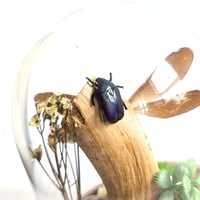 Image 2 of Caleopteryx Damselfly & Flower Beetle Woodland Dome