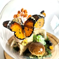 Image 2 of African Monarch Butterflies Woodland Globe