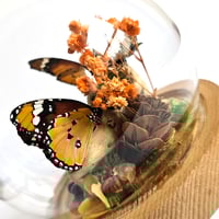 Image 3 of African Monarch Butterflies Woodland Globe