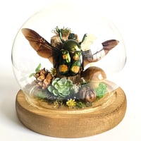 Image 1 of Four Spot Flower Beetle Woodland Globe