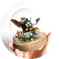 Image 3 of Four Spot Flower Beetle Woodland Globe