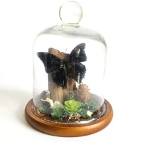 Image 1 of Demon Charaxes Butterfly Woodland Dome