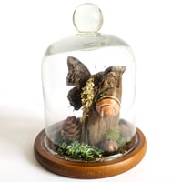 Image 3 of Demon Charaxes Butterfly Woodland Dome