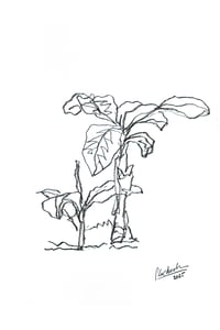 - Title: Mata de Guineos #22