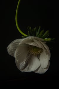 Image 3 of Still Life with White Anemone no. 2 - Framed