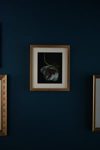Image 2 of Still Life with White Anemone no. 2 - Framed