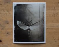 Image 1 of Katydid | INSECTAE | Fineart Print