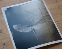Image 2 of Katydid | INSECTAE | Fineart Print