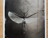 Image 3 of Katydid | INSECTAE | Fineart Print