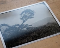 Image 2 of Olive Tree | Greece | Fineart Print