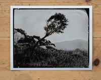 Image 1 of Olive Tree | Greece | Fineart Print