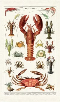 Image 3 of Cavallini & Co. Crustaceans Vintage Style Cotton Tea Towel