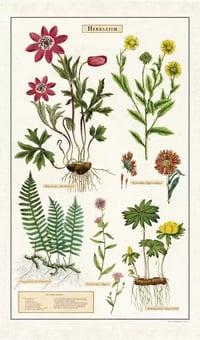 Image 3 of Cavallini & Co. Herbarium Vintage Style Cotton Tea Towel