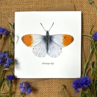 Image 1 of Orange-tip Greeting Card