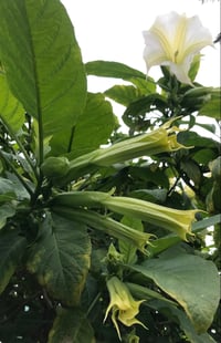 Image 4 of Leo Perfume (Bay, Saffron, Yuzu, Marigold)