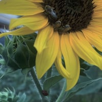 Image 5 of Leo Perfume (Bay, Saffron, Yuzu, Marigold)