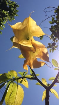 Image 5 of Lammas Perfume  (Bergamot, Oakmoss, Flouve, Petitgrain)