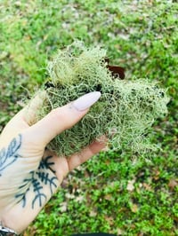 Image 3 of Lammas Perfume  (Bergamot, Oakmoss, Flouve, Petitgrain)