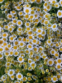 Image 4 of Lammas Perfume  (Bergamot, Oakmoss, Flouve, Petitgrain)