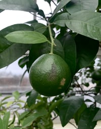 Image 2 of Lammas Perfume  (Bergamot, Oakmoss, Flouve, Petitgrain)