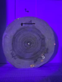 Image 6 of Endo tray