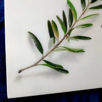 Image 2 of Bloody Olive Branch