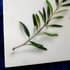 Bloody Olive Branch Image 2