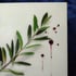 Bloody Olive Branch Image 5