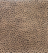 Image 4 of OSTRICH D-BELT