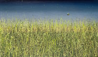 Image 1 of 'The Lawn Ranger'