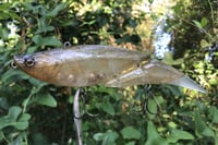 Image 1 of SPEEDBAITS Custom Airbrushed Swimbait 789