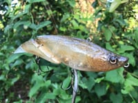 Image 4 of SPEEDBAITS Custom Airbrushed Swimbait 789