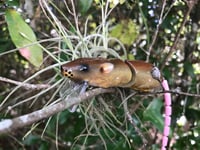 Image 2 of SPEEDBAITS Custom Airbrushed  RAT Wakebait 