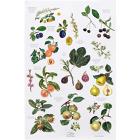 Swedish Botanical Organic 100% Organic Cotton Tea Towel
