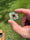 Image of 27.5x27.5mm knuckle slice 
