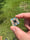 Image of 21x21ish mm knuckle slice