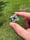 Image of 21x21ish mm knuckle slice