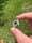 Image of 21x21ish mm knuckle slice