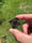 Image of 27.5x28mm  knuckle slice 